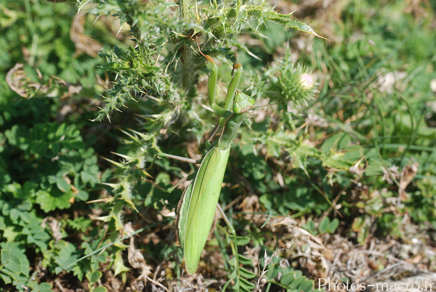 Mantis religiosa